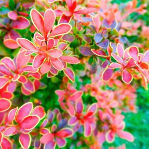agracejo-berberis-thunbergii-coronita-800x800_Yi3qlm6